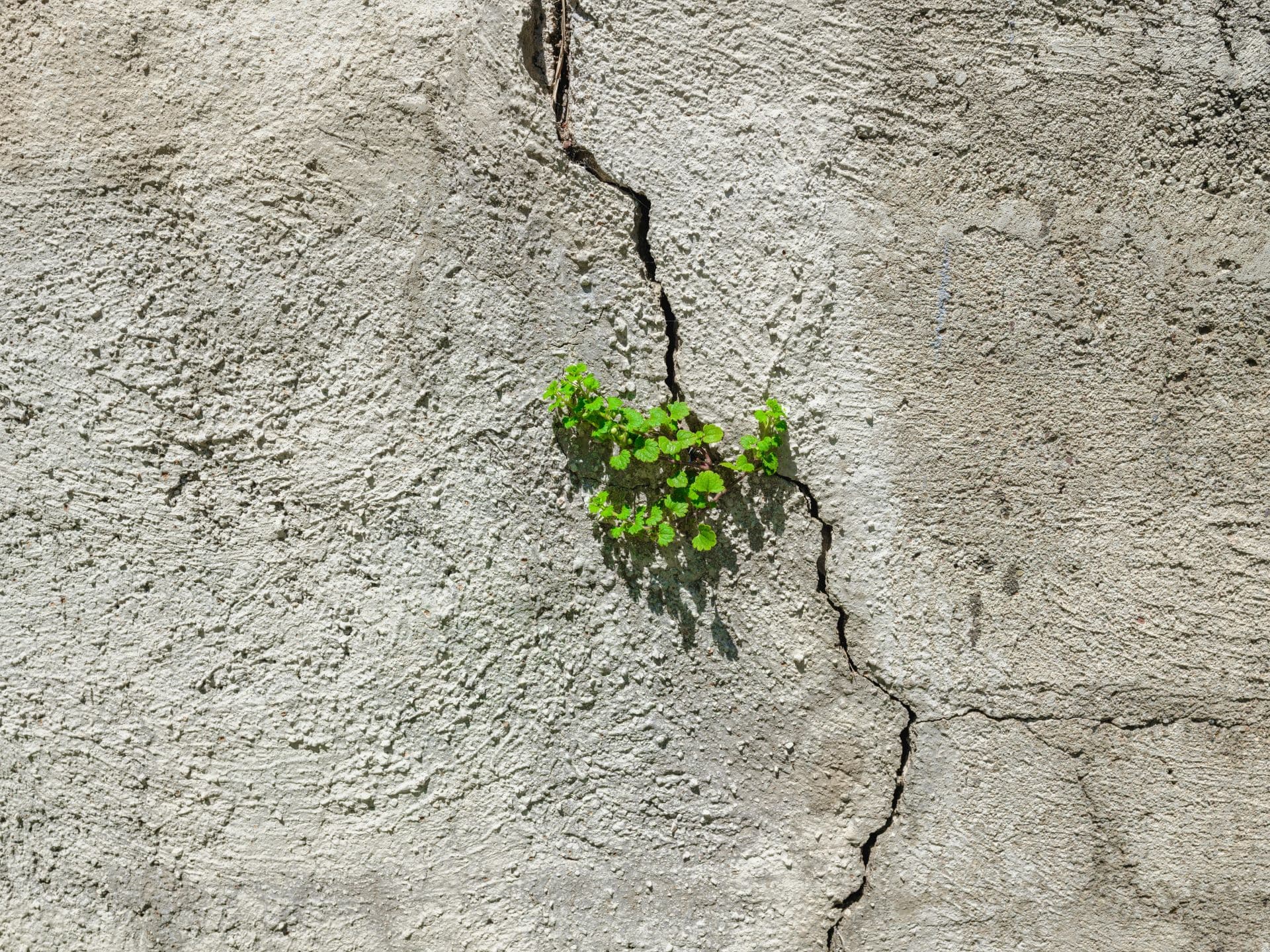 Trees, Roots and Foundation Movement in Johannesburg